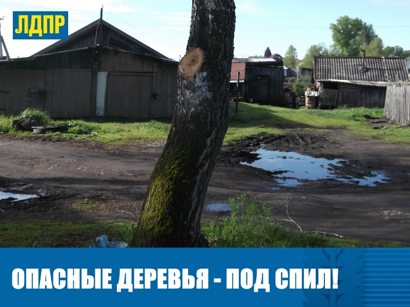 ПРО БЕРЕЗЫ И УВАЖЕНИЕ