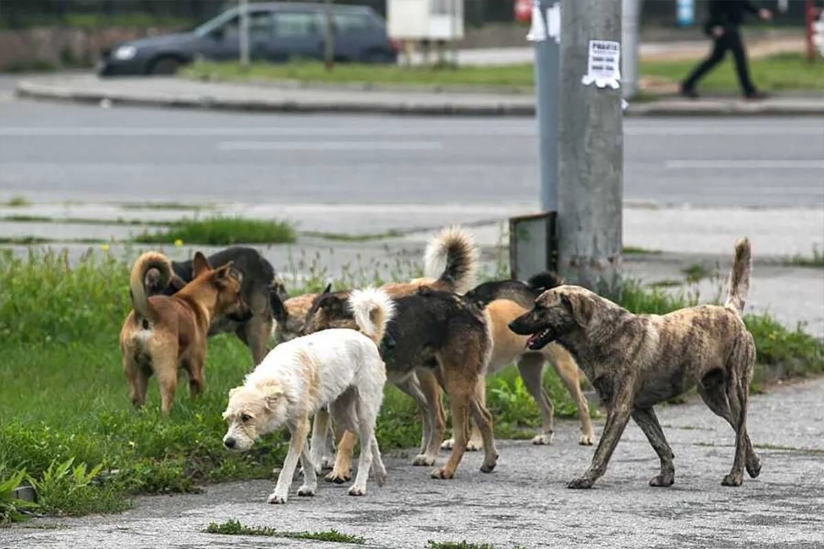 В Чувашии на строительство приюта для бездомных животных выделили свыше 260 млн рублей