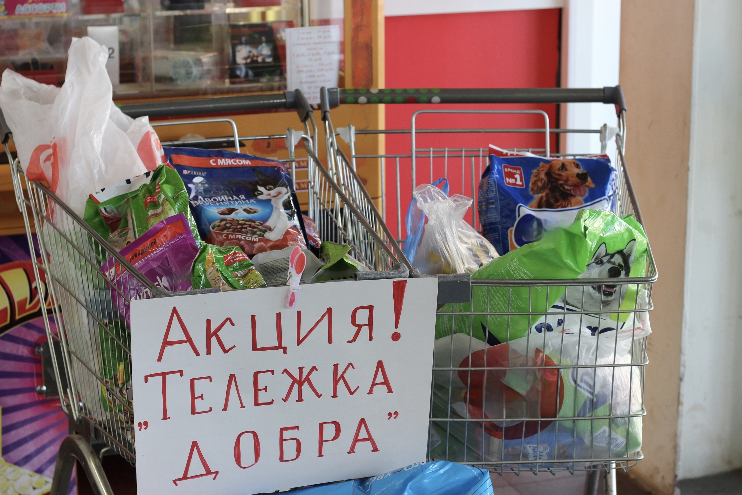 Акция все традиции важны. День стольника. Неделя стольника. День стольника для животных. День стольника у волонтёров.