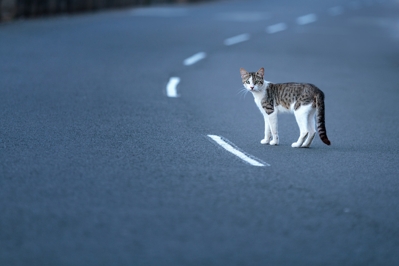 Котики - муркотики - 7 марта 2017 в 18:22