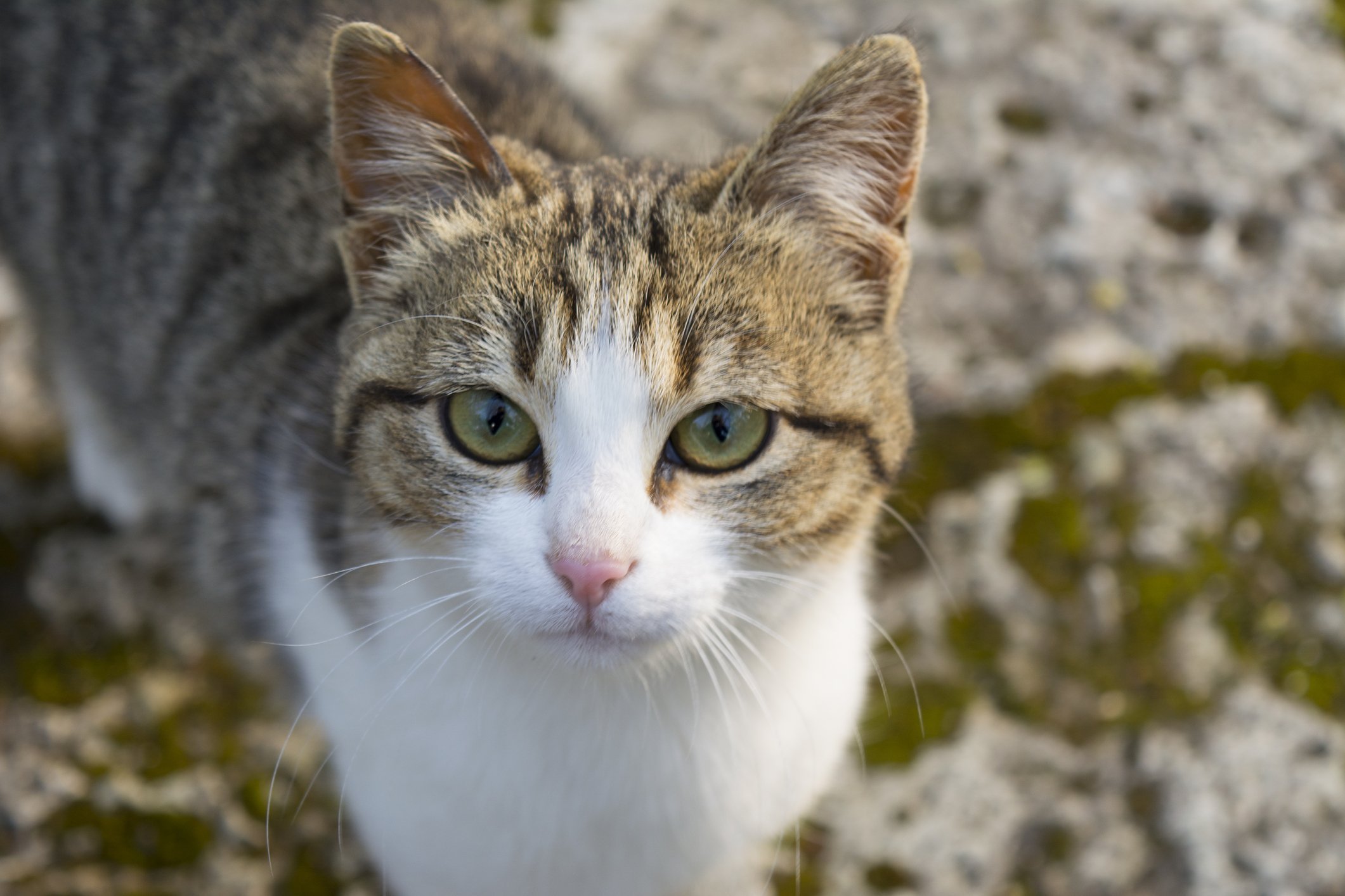Эгейская кошка